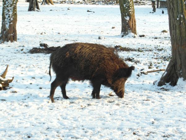 Cougar -fôring - Nord -Amerika