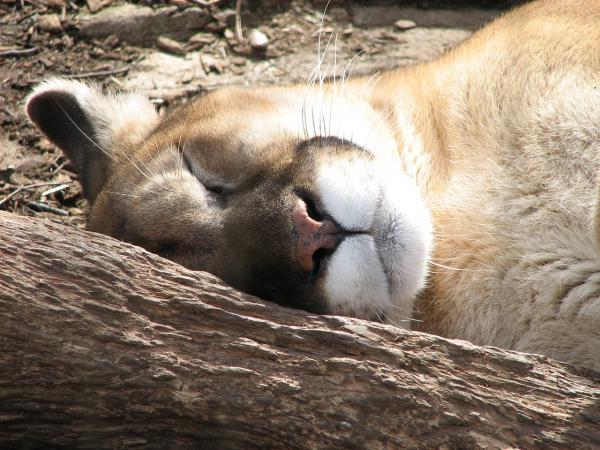 Cougar -fôring - Cougar -habitat