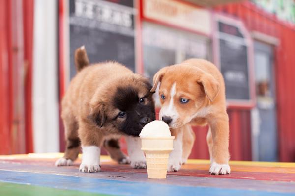 10 menneskelige matvarer som hunder kan spise - 7. Iskrem basert på vegetabilsk melk eller vann, uten sukker