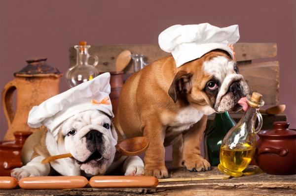 10 menneskelige matvarer Hunder kan spise - 10. Olivenolje