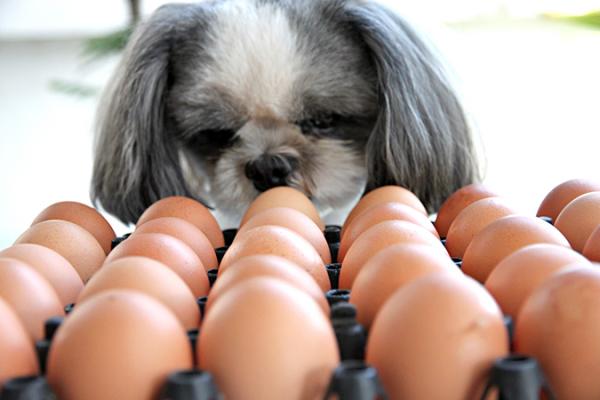 10 menneskefôr hunder kan spise - 3. kokt egg