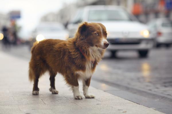 Når er hundens dag?  - Stray Dog Day