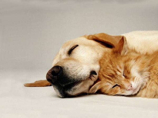 Hvordan presentere en hund og en katt riktig?  - Presentasjonen av en voksen katt og hund
