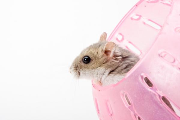 Beste hamsterleketøy - 3. Hamster treningsball