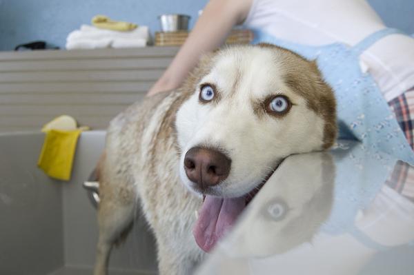 Vitiligo hos hunder - symptomer, årsaker og behandling - Nasal depigmentering hos hunder