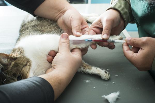 Rhinitt hos katter - årsaker, symptomer og behandling - Hvordan diagnostisere rhinitt hos katter?