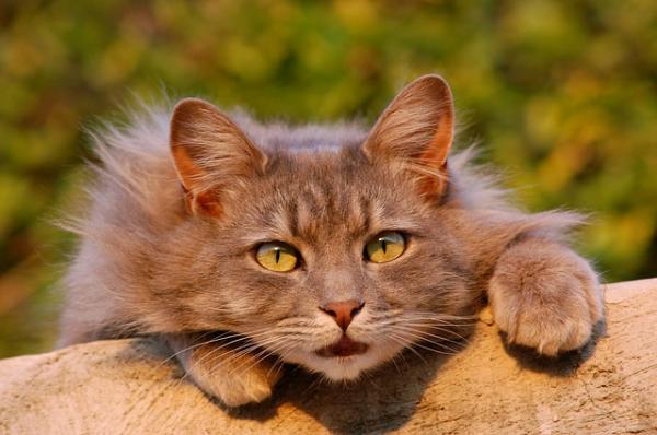 Urininfeksjon hos katter - Symptomer, behandling og forebygging - Hvordan forhindre urininfeksjon hos katter?