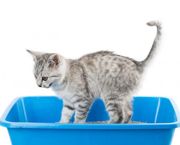 Urininfeksjon hos katter - symptomer, behandling og forebygging - Hvordan vet jeg om katten min har urininfeksjon?