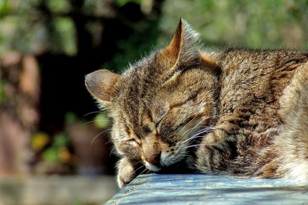 Urininfeksjon hos katter - symptomer, behandling og forebygging - behandling for urininfeksjon hos katter
