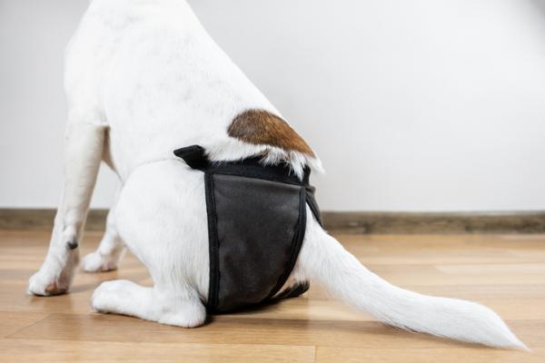 Hvordan jage vekk hunder fra en tispe i varme - Bleier for hunder i varme