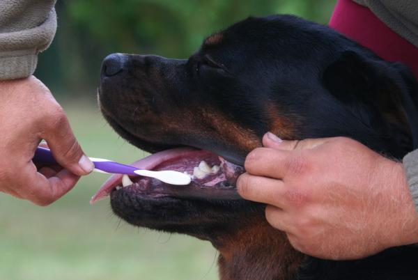 Triks for å forhindre at hunden min lukter ille - 5. Rengjør munn og ører