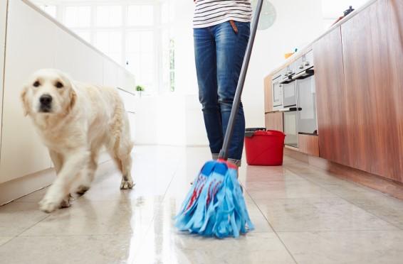 Triks for å forhindre at hunden min lukter dårlig - Hvordan eliminere den dårlige lukten av hunden min hjemme?