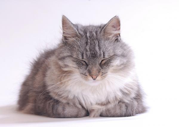 Børster for langhårede katter-Hvorfor er det viktig å pusse vår langhårede katt