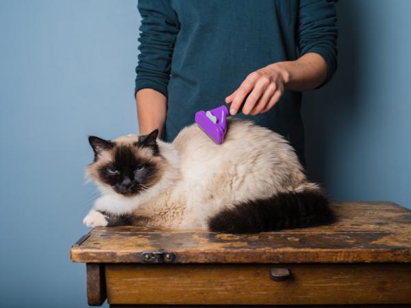Langhårede kattbørster - Hvordan skal jeg børste en langhåret katt