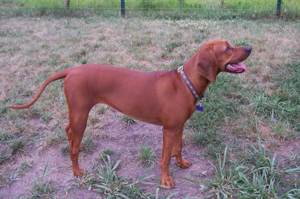 Amerikanske hunderaser - 6. Redbone coonhound