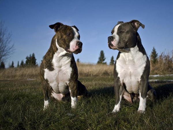 Amerikanske hunderaser - 1. Amerikansk Staffordshire Terrier