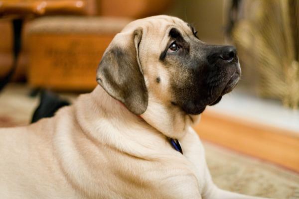 Amerikanske hunderaser - 7. American Mastiff