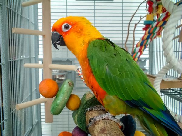 Beste papegøyeleker - Typer papegøyeleker