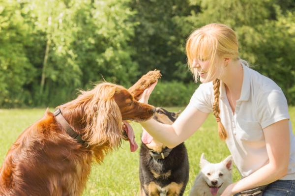 Lære en voksen hund å avlaste seg på gaten - Teknikker for å lære en voksen hund å urinere på gaten