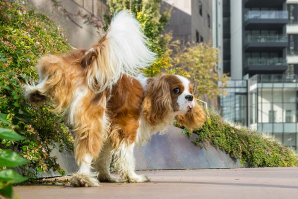 Lære en voksen hund å avlaste seg på gaten - Hvorfor tisser en voksen hund hjemme?