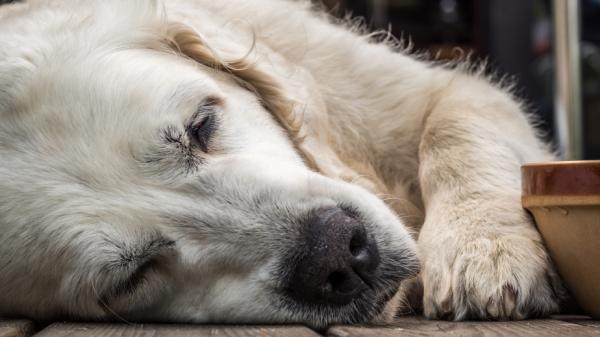 Varmeslag hos hunder - Symptomer og behandling - Symptomer på heteslag hos hunder