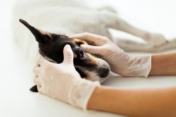 Varmeslag hos hunder - Symptomer og behandling - Førstehjelp og behandling