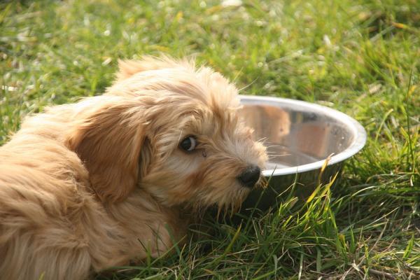 Varmeslag hos hunder - Symptomer og behandling - Hvordan forhindre heteslag hos hunder