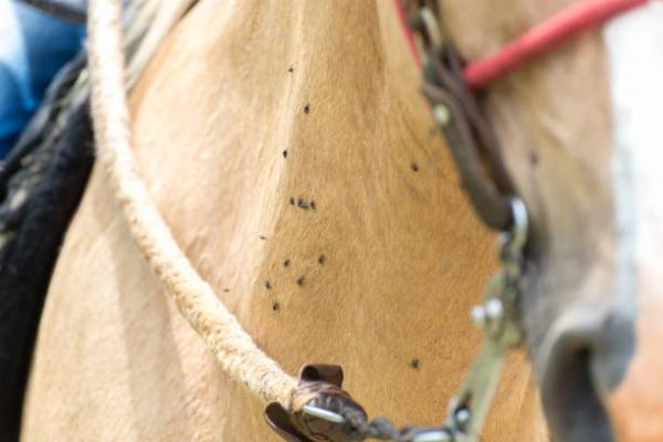 Parasitter hos hester - Typer, symptomer og behandlinger - Eksterne parasitter hos hester