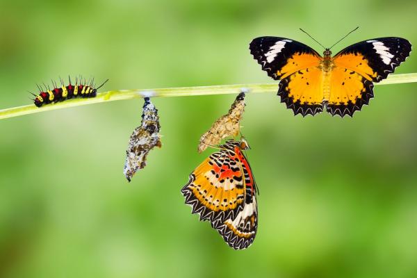 Hvordan reproduserer sommerfugler?  - Hvordan blir sommerfugler født?