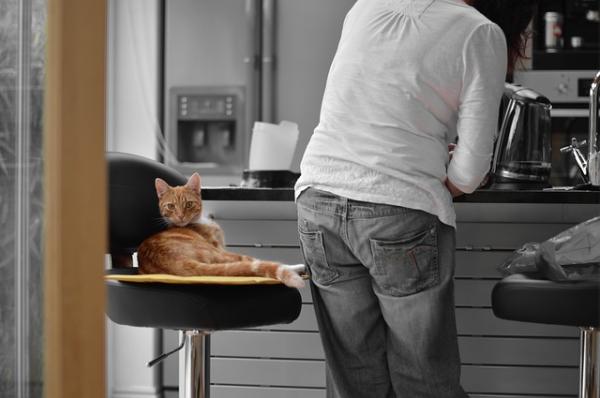 Tips for matt katthår - mat hjelper også