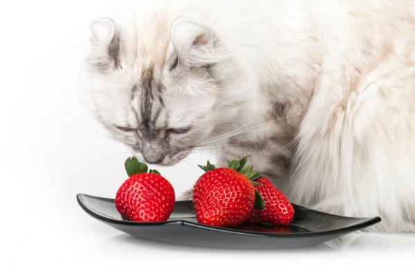 Anbefalt frukt og grønt for katter - Anbefalt frukt for katter