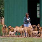 1629749528 199 Boerboel