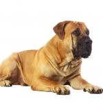 1629749528 306 Boerboel