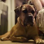 1629749528 470 Boerboel