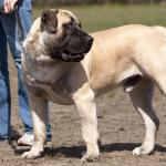 1629749528 495 Boerboel