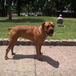 1629749528 876 Boerboel