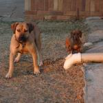 1629749528 892 Boerboel