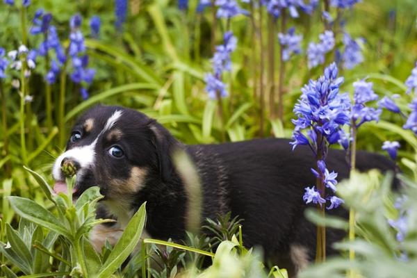 Tips for å forhindre at hunden min spiser plantene - og hvis hunden din fortsetter å spise plantene ... flere tips