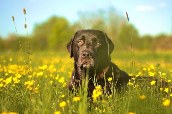 Triks for å forhindre at hunden min spiser plantene - vitaminer, distraksjon og litt sitrusspray