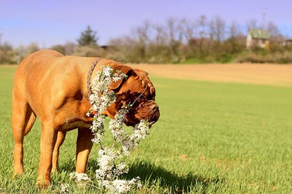 Triks for å forhindre at hunden min spiser plantene - Hvorfor bite de plantene? 