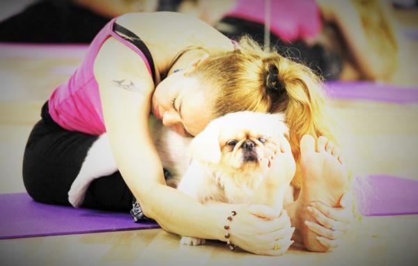 Yoga for hunder - Øvelser og tips - Lag din egen Doga -rutine
