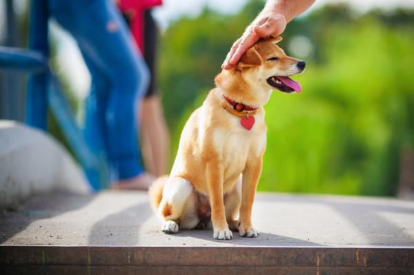 Hvordan trene min shiba inu?  - Hvordan trene min shiba inu