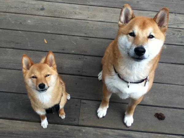 Hvordan trene min shiba inu?  - Bruk av positiv forsterkning