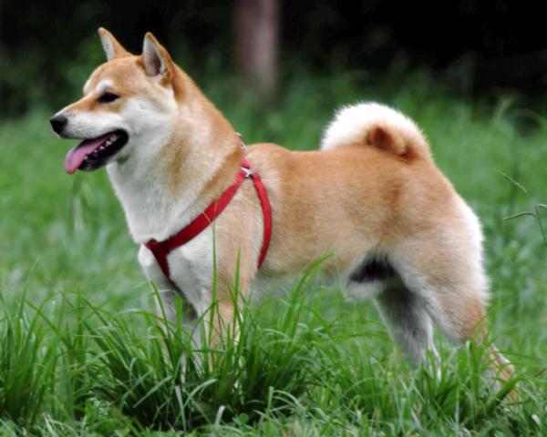 Hvordan trene min shiba inu?  - Karakteren til shiba inu