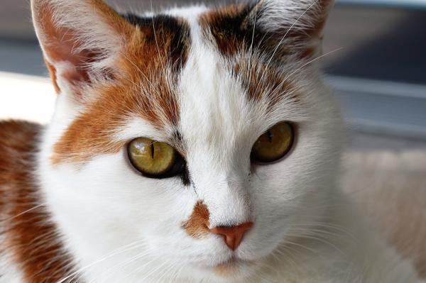 Hvordan oppdage ernæringsmessige mangler hos katten - Vitaminmangel