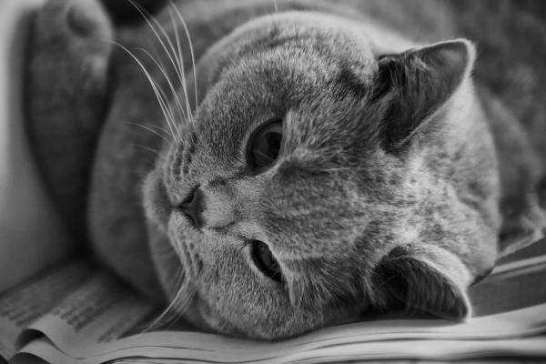 Hvordan oppdage ernæringsmessige mangler hos katten - Mangel på sporstoffer