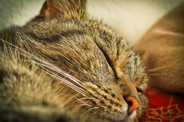 Hvordan oppdage ernæringsmessige mangler hos katten - Lipidmangel