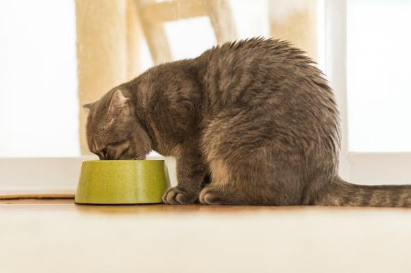 Hvordan oppdage ernæringsmessige mangler hos katten - Utilstrekkelig fôring