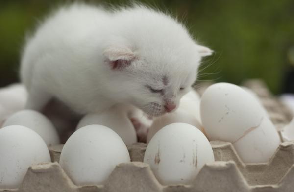 Kan katter spise egg?  - Er det godt å gi egg til katter?