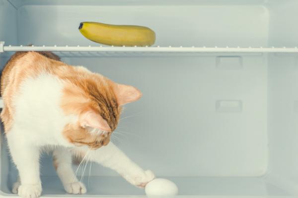 Kan katter spise egg?  - Forholdsregler når vi tilbyr egg til kattene våre